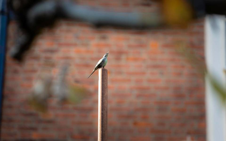 Tracey Emin, Roman Standard (Edition 2 of 6), 2005